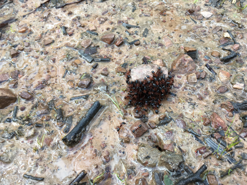 Ants trying to escape the flood.